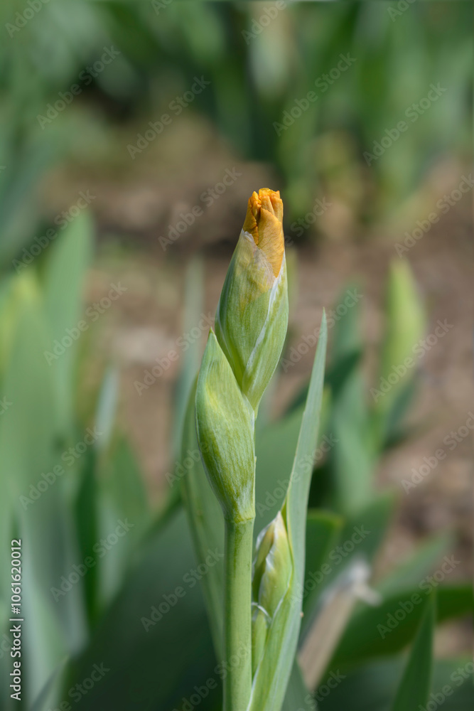 Intermediate Bearded Iris Season Ticket flower bud Intermediate Bearded Iris Season Ticket flower bud