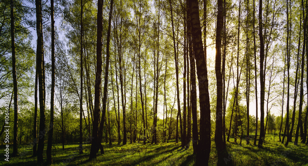 Fototapeta premium Sunset or sunrise in a spring birch forest with bright young foliage glowing in the rays of the sun and shadows. Vintage film aesthetic.