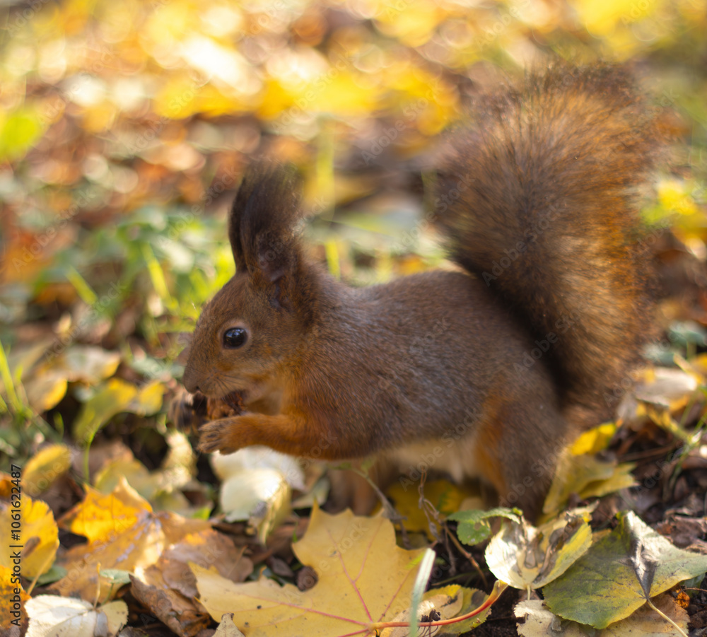Red squirrel (Sciurus vulgaris) in autumn forest. Red squirrel (Sciurus vulgaris) in autumn forest.