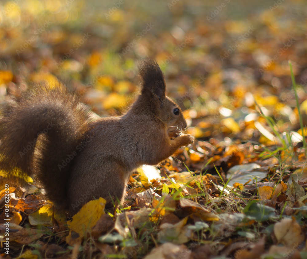 Red squirrel (Sciurus vulgaris) in autumn forest. Red squirrel (Sciurus vulgaris) in autumn forest.