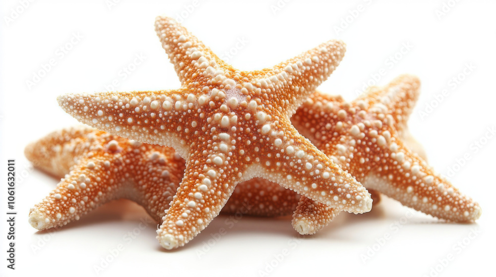 A stacked starfish isolated on a white background. A stacked starfish isolated on a white background.