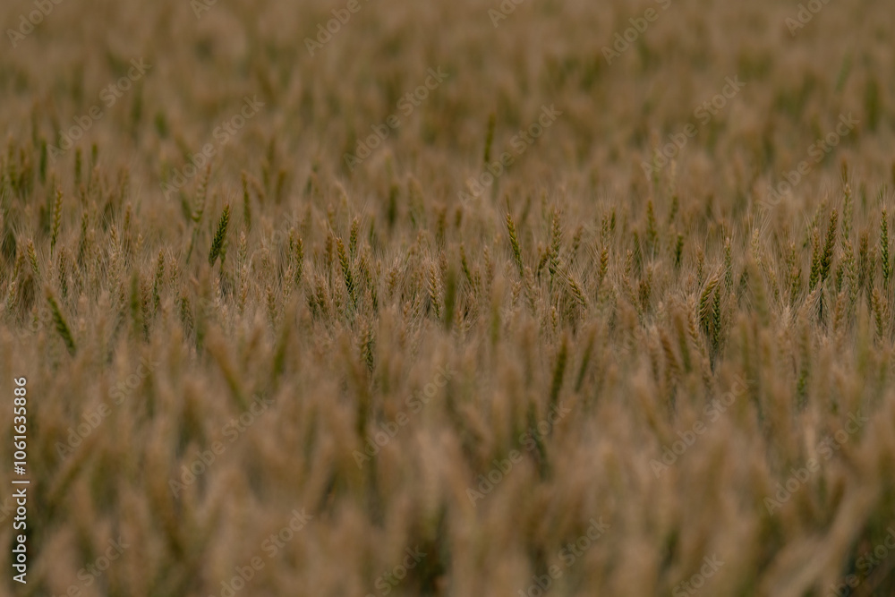 Wheat land in Romania, the country also known as the Granary of Europe. Golden plain with grains cultivated for the production of flour Wheat land in Romania, the country also known as the Granary of Europe. Golden plain with grains cultivated for the production of flour
