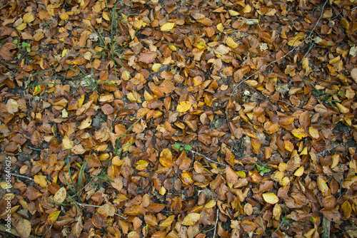 waldboden herbst