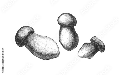 Detailed vintage style sketch of three mushrooms in black and white
