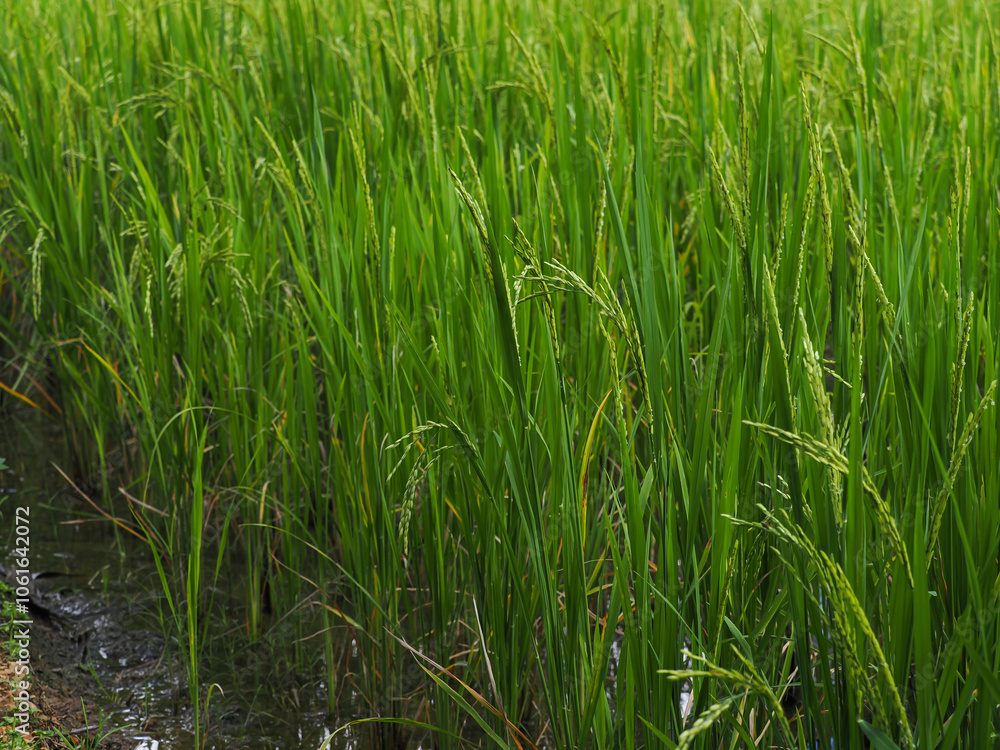 Rice plants in the field are beginning to bear ears. Rice plants in the field are beginning to bear ears.