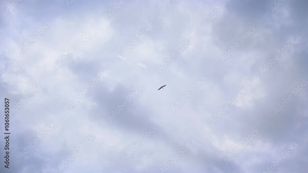 Flight of a seagull against the background of a stormy sky Flight of a seagull against the background of a stormy sky