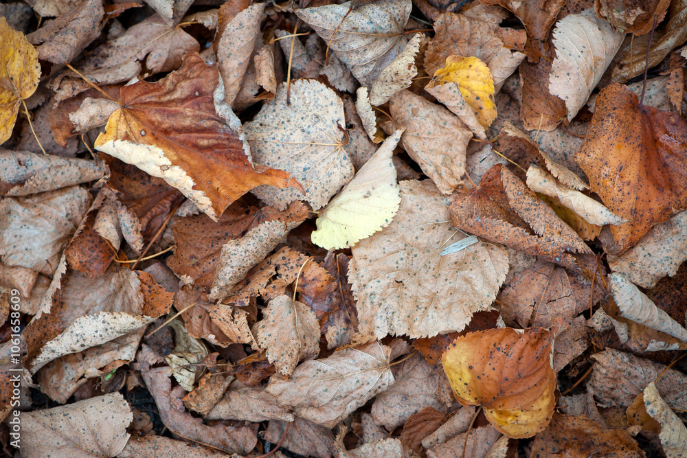Dry leaves on the ground in a beautiful autumn forest. autumn background, fallen leaves in a forest or park. Grove. walk in the fresh air. selective soft focus. autumn colors, beautiful season Dry leaves on the ground in a beautiful autumn forest. autumn background, fallen leaves in a forest or park. Grove. walk in the fresh air. selective soft focus. autumn colors, beautiful season