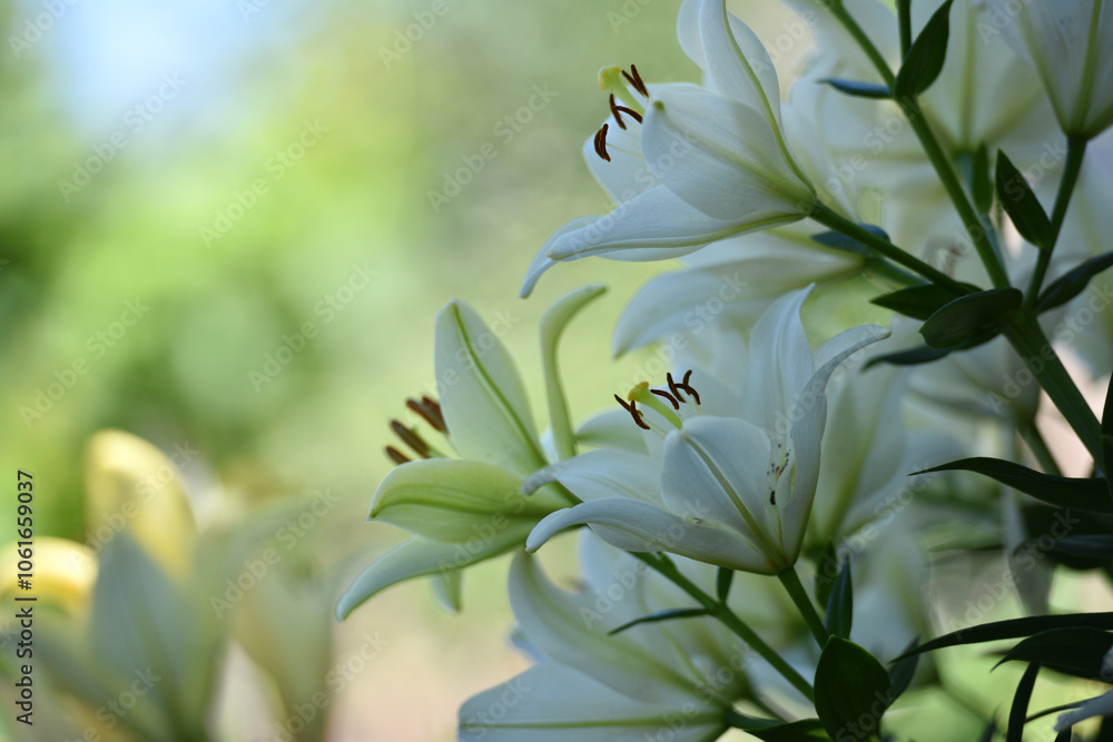 Obraz premium Lilium. white lily field. beautiful lily flower, close-up. delicate white lilies in the garden, in the flowerbed. floral background. blurred green natural background. summer garden