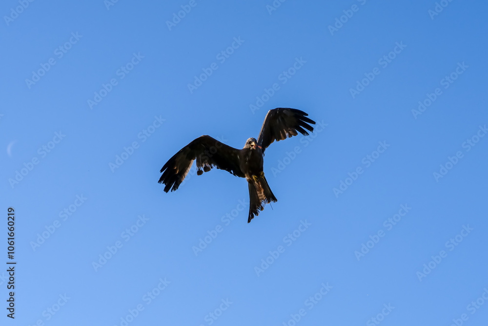 Obraz premium close-up of a black kite (Milvus migrans) in flight 