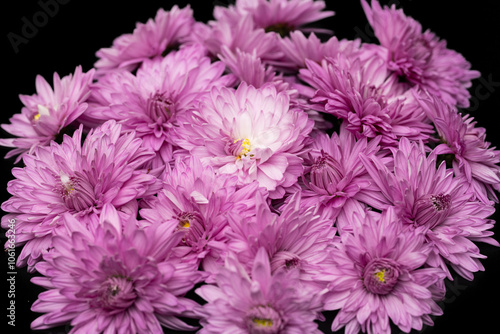 chrysanthemum flowers