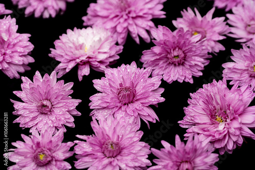 chrysanthemum flowers