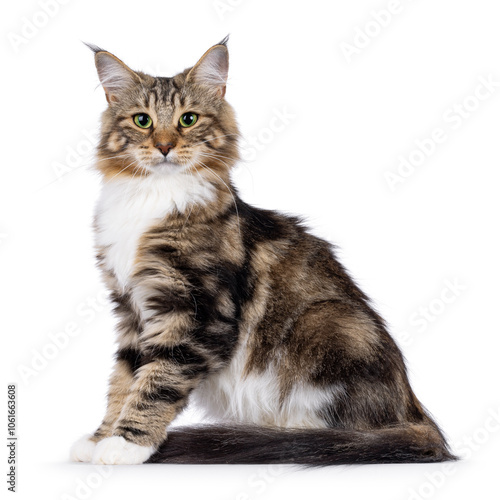 Sweet black tabby blotched Norwegian Forestcat kitten, sitting up side ways. Looking towards camera with mesmerising green eyes. Isolated on white background. photo