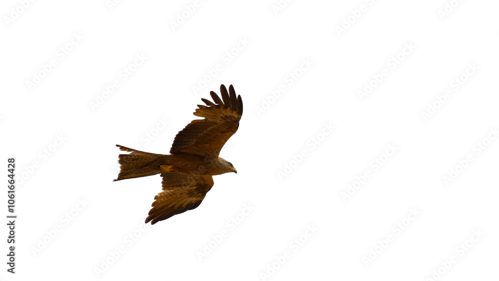 Fototapeta premium Milan