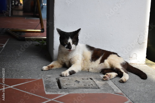 Black and white stray cat staring into camera photo