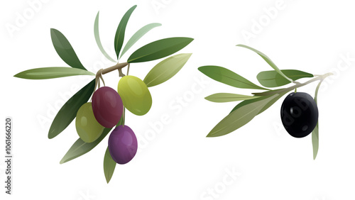 Black, green and purple olives branch set. Olives twigs with leaves. Best for olive products, farm market products, design art, drawing clipart, logo . Olives of different  ripeness and colors.