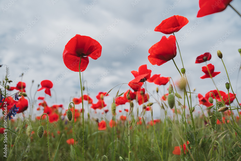 Obraz premium Red poppies blooming in full season. Field of colorful flowers known as Papaver rhoeas.