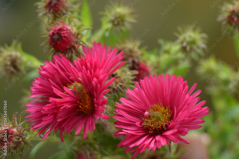 Obraz premium Pink autumn new york asters flowers on a blurred background