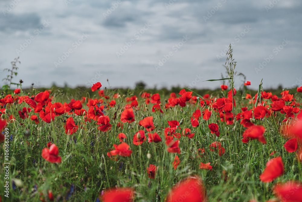 Fototapeta premium Red poppies blooming in full season. Field of colorful flowers known as Papaver rhoeas.