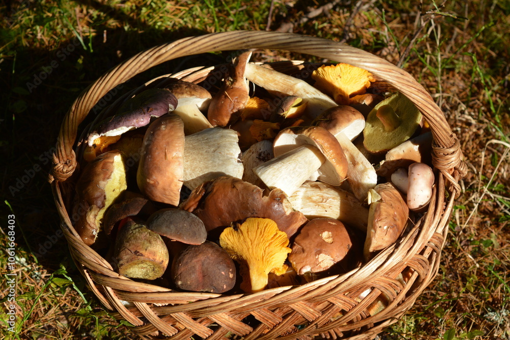Autumn beautiful basket with mushrooms in the rays of the autumn sun. Top view Autumn beautiful basket with mushrooms in the rays of the autumn sun. Top view