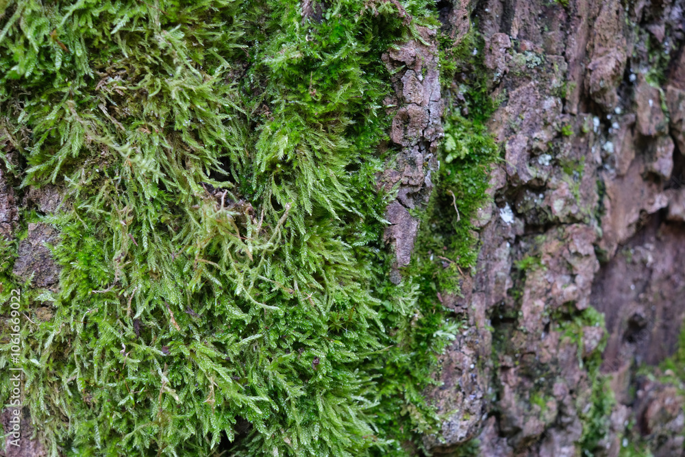 Autumnwalk of a woman with long hair in the wood wiht indian summer coulors