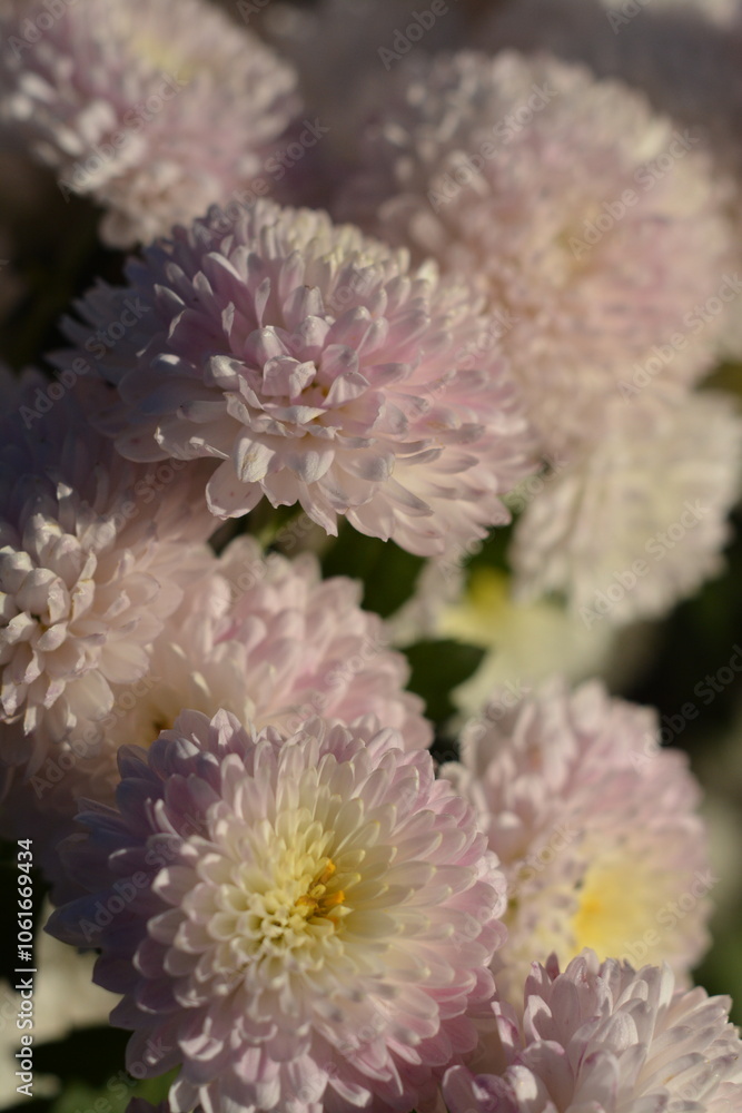Delicate white-pink chrysanthemums close-up Delicate white-pink chrysanthemums close-up