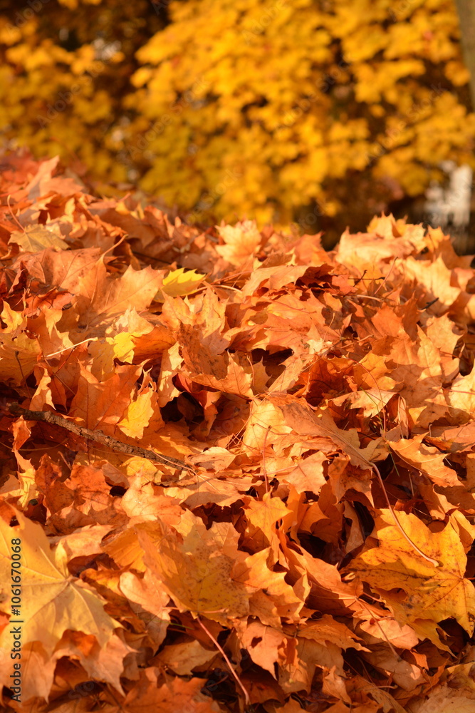 A bunch of their dry maple leaves in the park in the fall A bunch of their dry maple leaves in the park in the fall