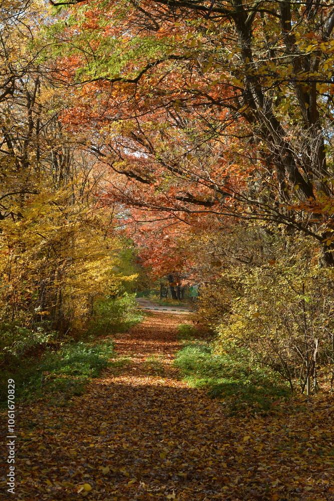 Beautiful autumn landscape with colorful trees, green grass and fallen leaves Beautiful autumn landscape with colorful trees, green grass and fallen leaves