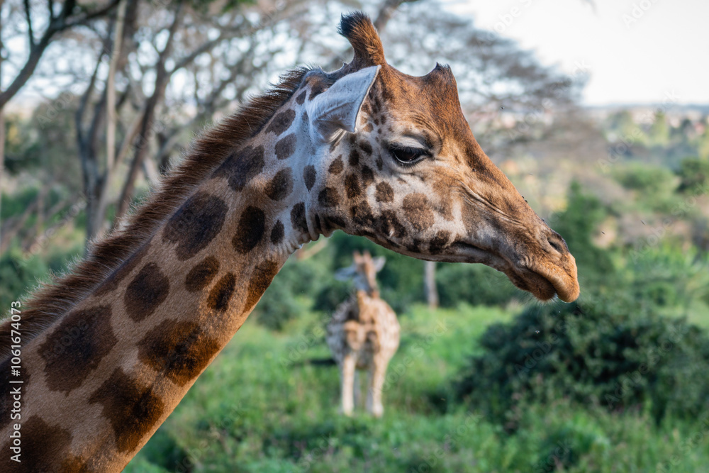 A giraffe - Giraffa camelopardalis - strolls across acacia, Giraffe Manor, Kenya A giraffe - Giraffa camelopardalis - strolls across acacia, Giraffe Manor, Kenya