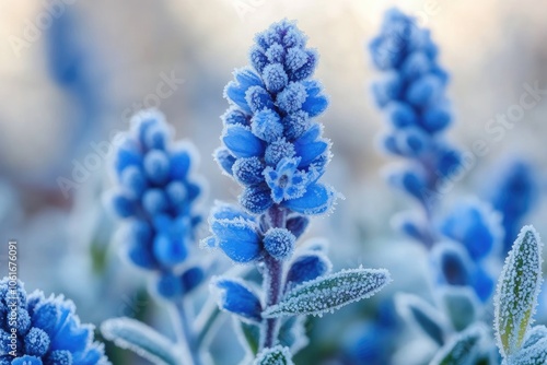 Frost covering vivid blue false indigo flowers in winter garden photo