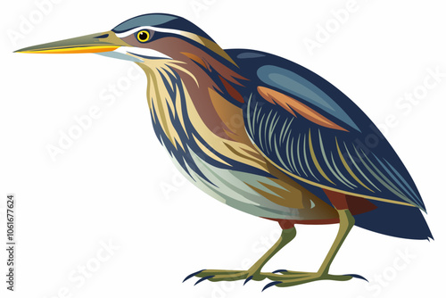  American bittern isolates on a white background.