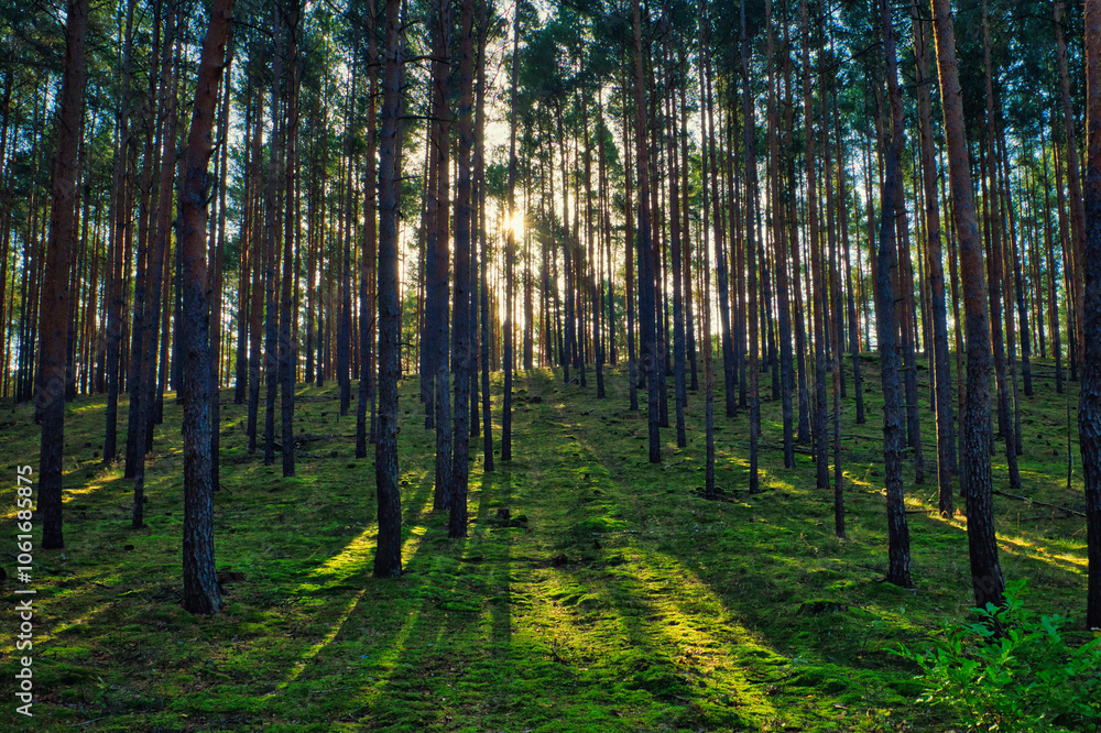 Obraz premium Wald - Sonnenstrahlen - Beautiful - Rays - Sunlight - Forest - Green - Silent - Summer - Morning - Landscape - Scenic - Woodland - Nature - Concept - Ecology - Environment - Autumn