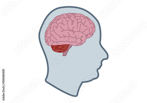 Silueta de cabeza con cerebro y cerebelo