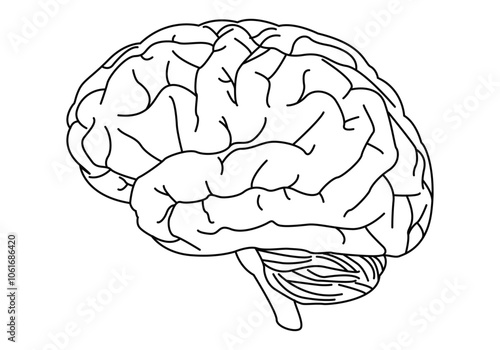 Dibujo de cerebro humano con cerebelo