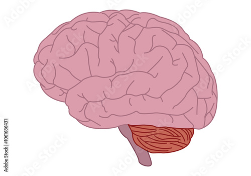 Dibujo de cerebro humano con cerebelo