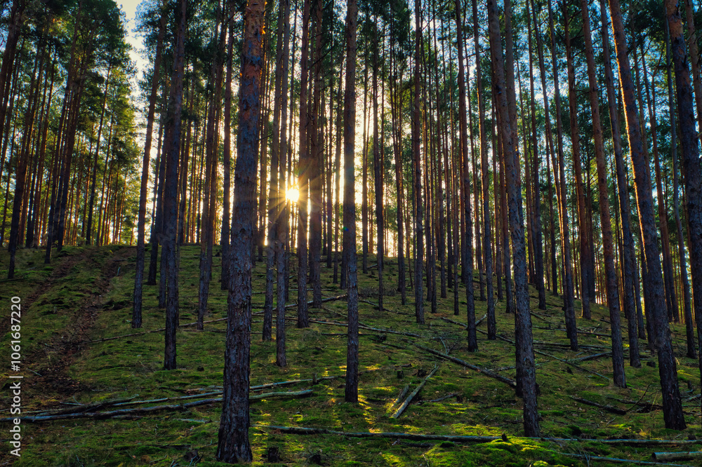 Fototapeta premium Wald - Sonnenstrahlen - Beautiful - Rays - Sunlight - Forest - Green - Silent - Summer - Morning - Landscape - Scenic - Woodland - Nature - Concept - Ecology - Environment - Autumn