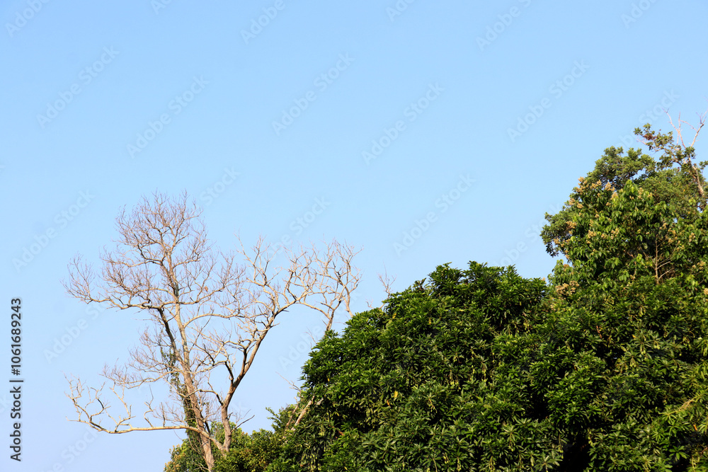 Fototapeta premium Photo of a bright blue sky and trees in a tropical forest