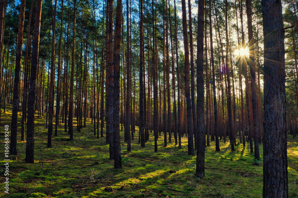 Obraz premium Wald - Sonnenstrahlen - Beautiful - Rays - Sunlight - Forest - Green - Silent - Summer - Morning - Landscape - Scenic - Woodland - Nature - Concept - Ecology - Environment - Autumn