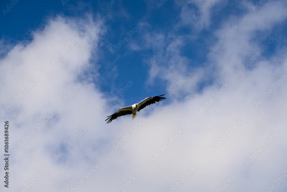 Close-up of Egyptian Vultures (Neophron percnopterus, Alimoche Común) in flight Close-up of Egyptian Vultures (Neophron percnopterus, Alimoche Común) in flight