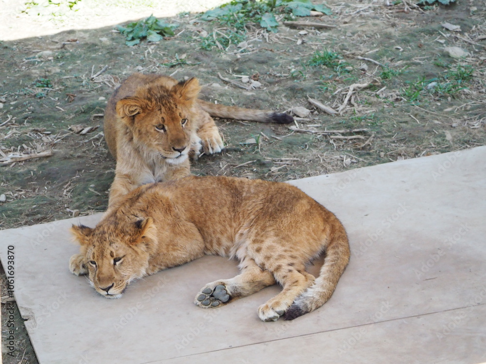 Obraz premium 2023年9月28日生まれの仔ライオン