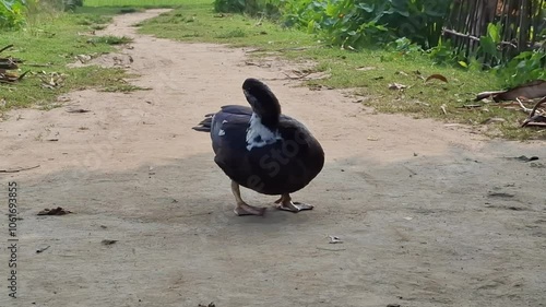 duck and ducklings