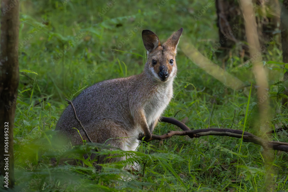 A Red-necked Wallaby standing amongst green grass A Red-necked Wallaby standing amongst green grass