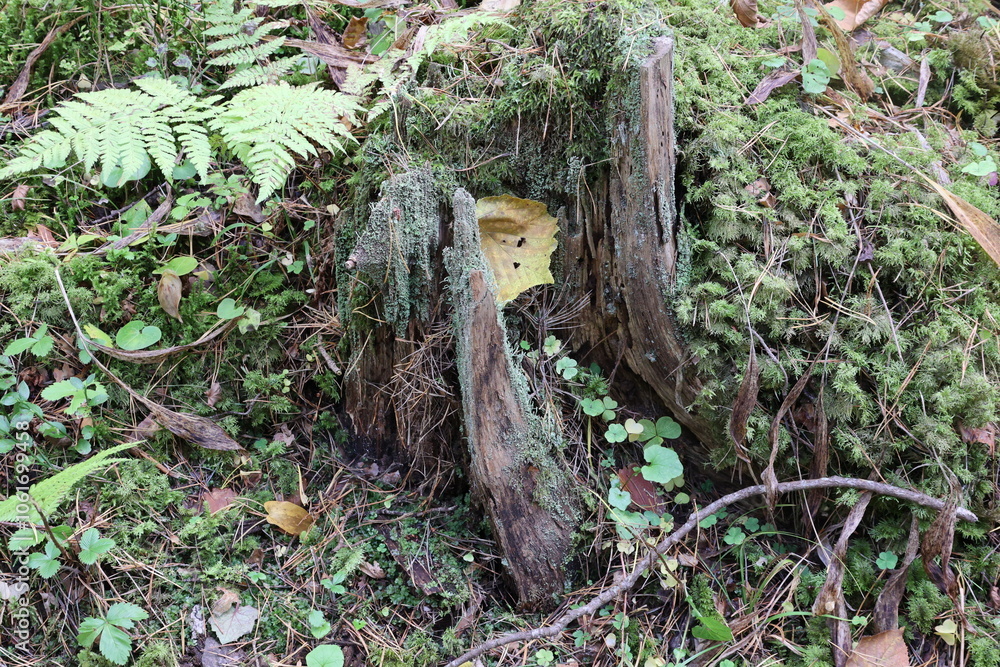 Fototapeta premium Tree stump with diverse forest soil and plants during autumn