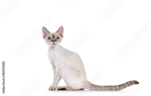 Foto Adorable Devon Rex cat kitten, sititng up side ways