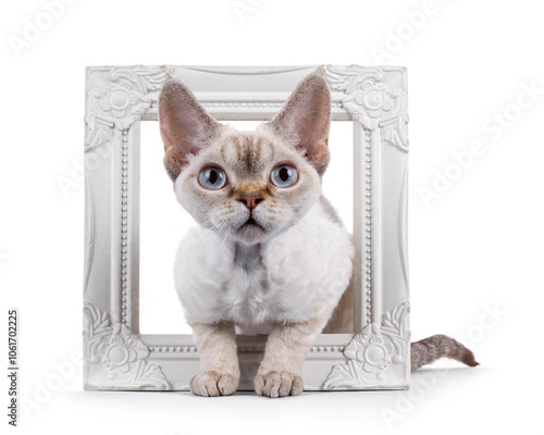 Adorable Devon Rex cat kitten, laying through white image frame. Looking curious towards camera with blue eyes. Isolated on a white background. photo