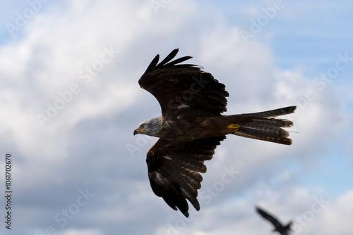 close-up of a black kite (Milvus migrans) in flight