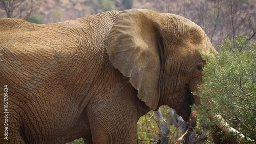 A 4K High Res clip of a large elephant standing in the road, grazing before turning to face the camera, showcasing its powerful presence during a safari game drive in South Africa