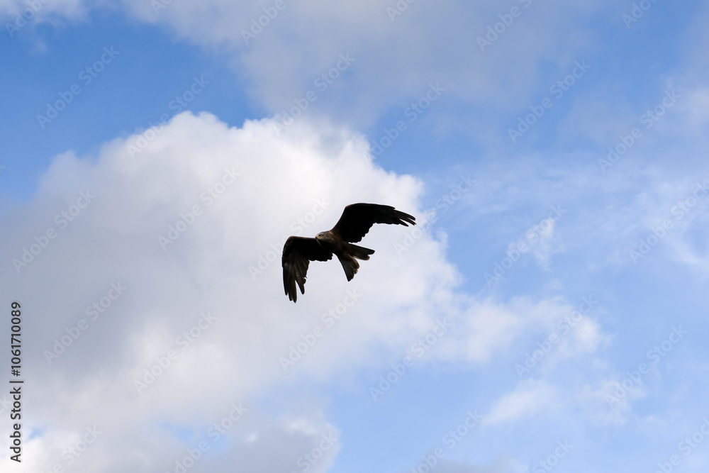 a black kite (Milvus migrans) in low-level flight a black kite (Milvus migrans) in low-level flight