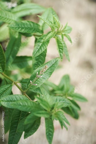 Close-up of the plant Aloysia citrodora known as cedron, citron, lemon verbena or lemon verbena. Background of medicinal green leaves. photo