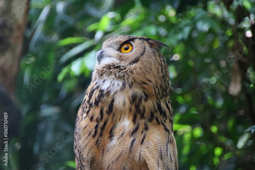 great horned owl in flight