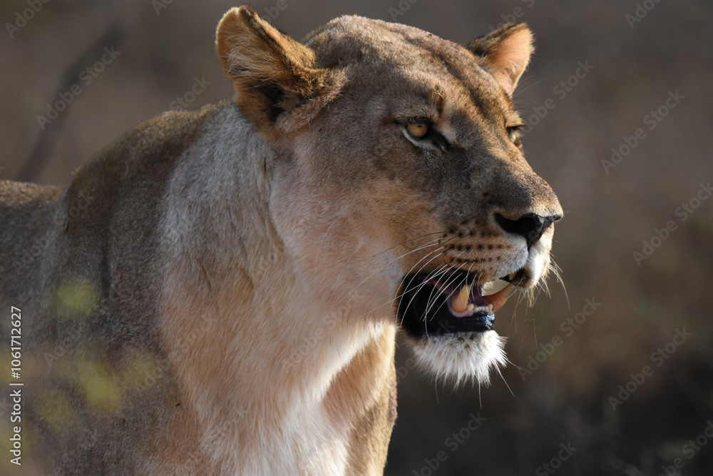 Lwica, dzika natura, Afryka 